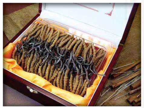 双阳冬虫夏草回收